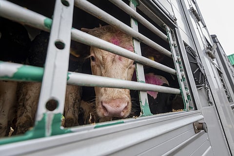 Livestock Animal