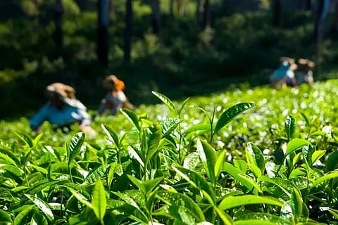 Deckiajuli Tea Creates History at GTAC, Fetches Record Rs 1,103 Per Kg