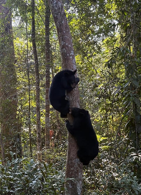 Kaziranga