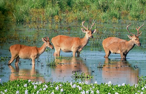 Kaziranga