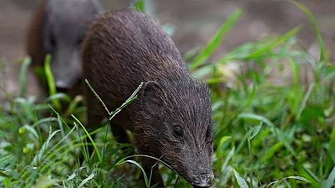 pygmy hogs