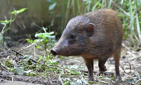 pygmy hogs