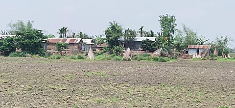 grazing lands