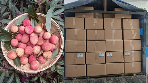 Assam's Litchi Exported To Dubai From Tezpur