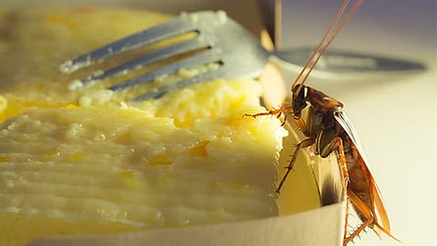 Cockroach Found in Packaged Food at Dibrugarh Outlet