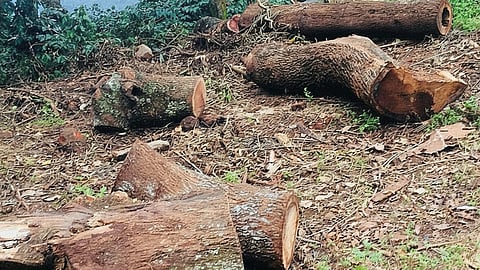forest land
