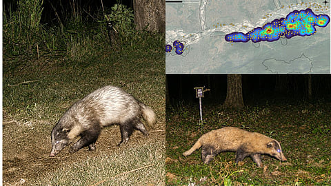 Kaziranga’s Hidden Conservation Success: First Scientific Study Confirms Healthy Greater Hog Badger Population