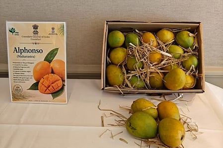Mango Festival