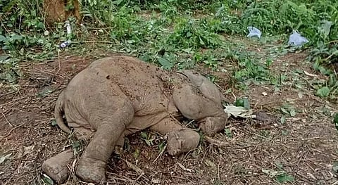elephant calf