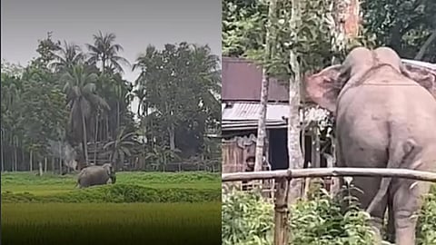 Wild Elephant Attacks Village Home in Samaguri; Family Narrowly Escapes