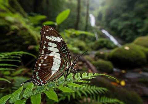 New Butterfly Species Found in Arunachal’s Mayodia Pass