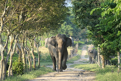 Human-elephant conflict