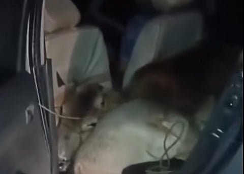 Kokrajhar Police Seize Cattle Transported in Car