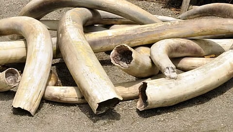 Elephant Ivory Recovered Near Assam–Meghalaya Border