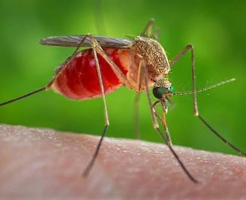 Japanese Encephalitis