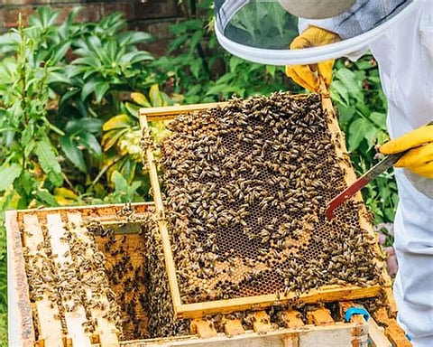 beekeeping