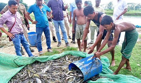 illegal Thai catfish