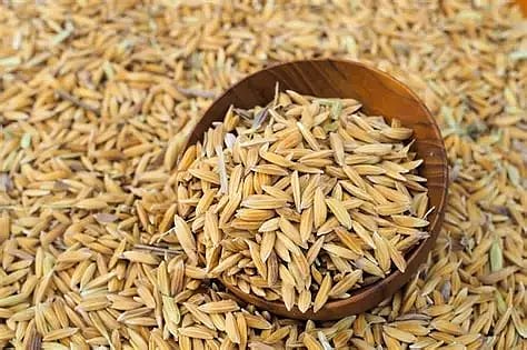 Paddy seeds