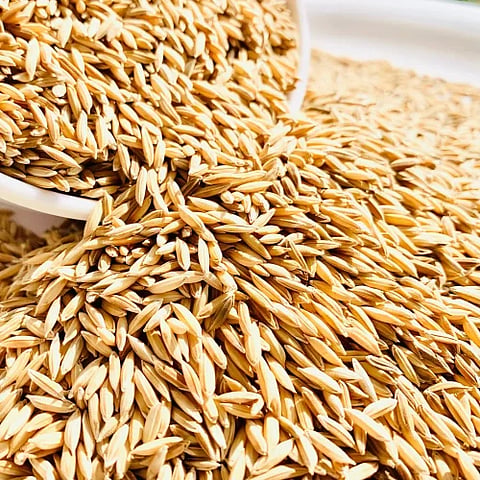 Paddy Bags