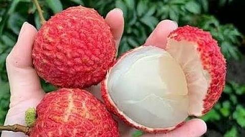 litchis