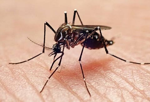 Japanese Encephalitis