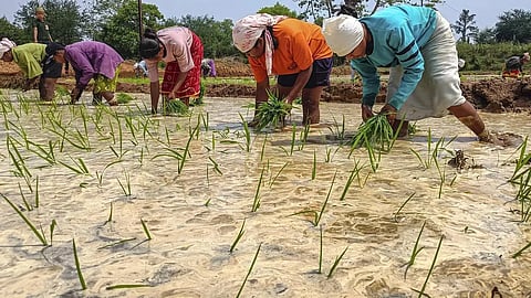 Kharif Season