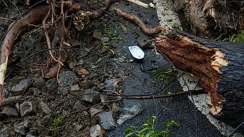 Tree Crushes