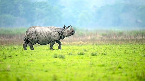 Kaziranga’s Ingle Pathar