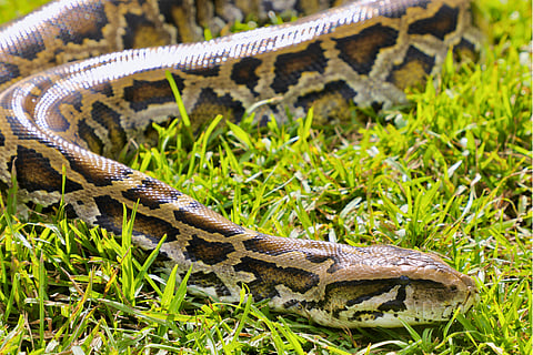 Python
