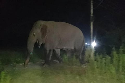 Elephant