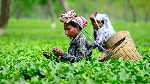 Small Tea Growers