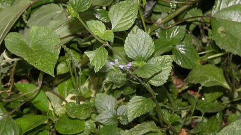 Salvia misella