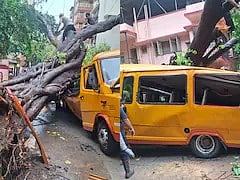 tree falls