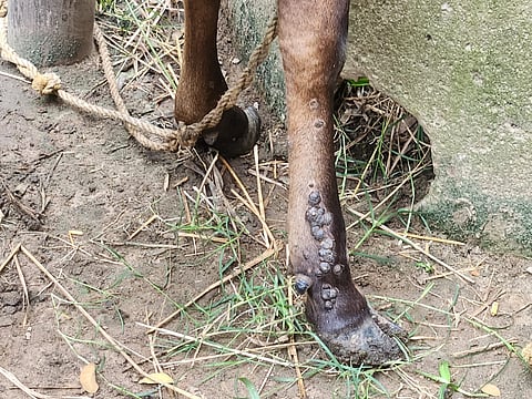 Lumpy skin