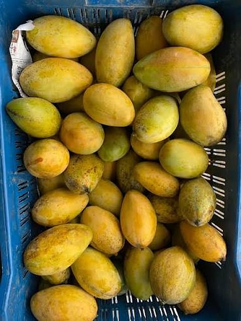 Mango