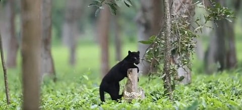 Black Panther