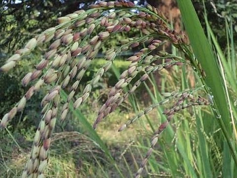 Wild Rice