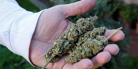 Marijuana