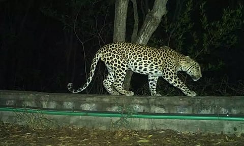 Leopard