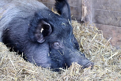 Pigs