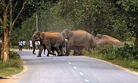 elephant