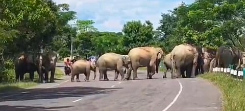 wild elephants