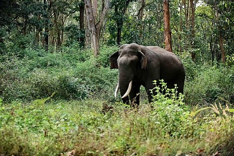 Wild Elephant