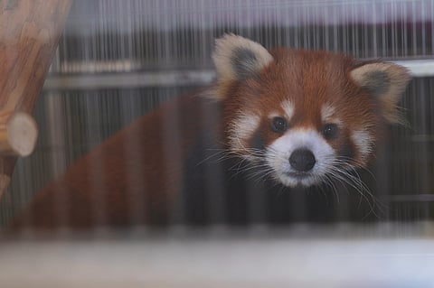 Red Pandas