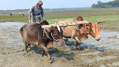 bullock and buffalo ploughing
