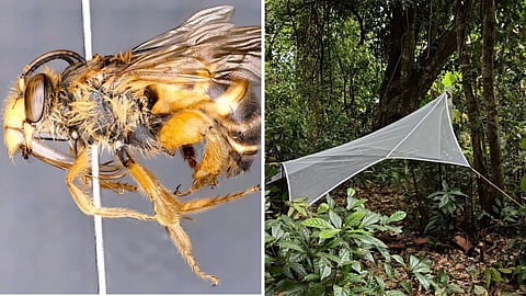 Ashoka Trust for Research in Ecology and the Environment