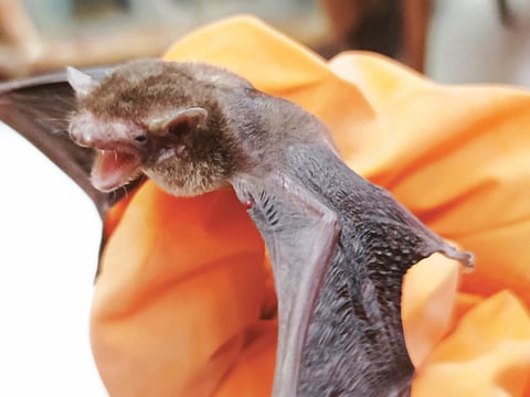 Malayan bamboo bat