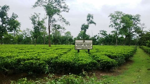 Bogapani Tea Estate