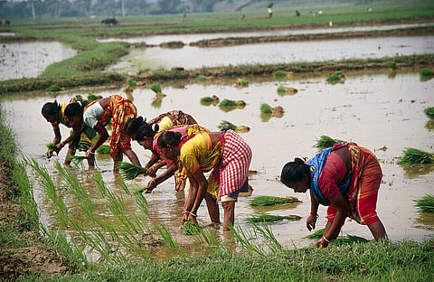 The unspoken epic of the women who feed the nation