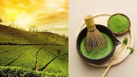 Next tea frontier: Why
matcha matters for Assam